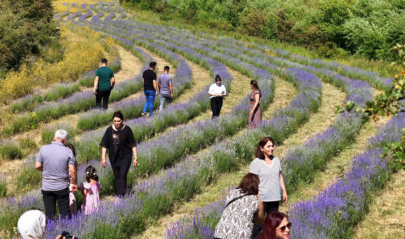 8 Bin Kök Lavanta ile Mor Cennet Kurdu! Erzincan'ın Yeni Gözdesi Oldu
