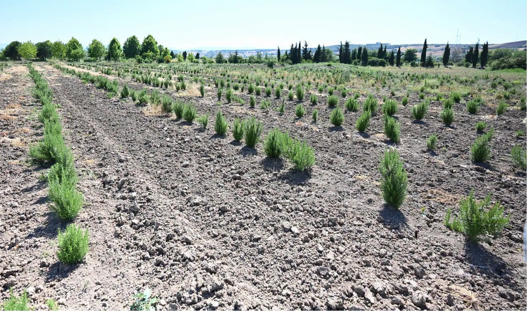 Tıbbi ve aromatik ürünler orman köylüsüne ek gelir sağlıyor