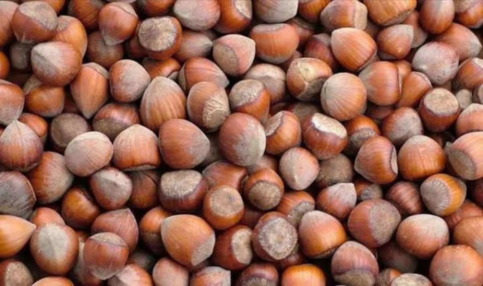 Giresun mu, Samsun mu? 22 Eylül fındık fiyatlarında zirvede kim var?