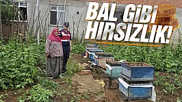 Çarşamba'da arı kovanlarını çalan şahıs JASAT'tan kaçamadı