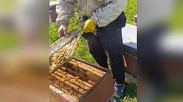 Çarşamba'da arılı kovan desteklemesi için tespit çalışmaları sürüyor