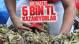 Fındık sezonunda patoz mesaisi başladı