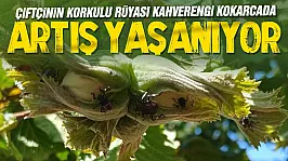Fındık üreticilerine kahverengi kokarca ve külleme uyarısı