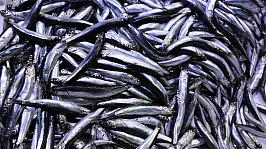 Karadeniz'de hangi balık türleri var?