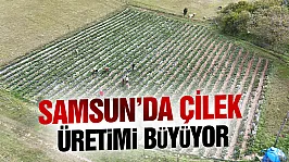 Samsun Büyükşehir destekliyor, çilek üretimi artıyor