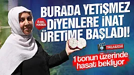 Samsun Çarşamba'da ejder meyvesi hasadı başladı
