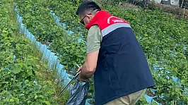 Samsun'da fidancılık işletmelerine denetim
