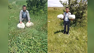 20 kiloluk dev mantar şaşırttı
