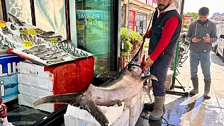 Ankara'da dev kılıç balığı görenleri şaşırttı