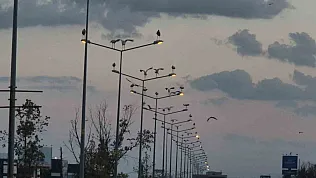 Çorlu'da görsel şölen: Leylekler aydınlatma direklerini mesken tuttu
