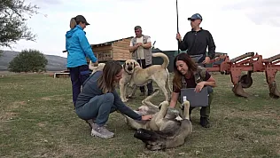 İtalyan uzmanlar Türk çoban köpeklerine hayran kaldı
