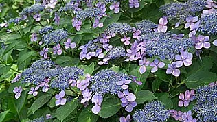 Karadeniz bölgesinde en çok yetişen çiçek türleri