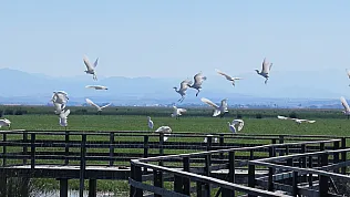 Kızılırmak Deltası'nda göç mesaisi: UNESCO mirasında sonbahar şöleni başladı
