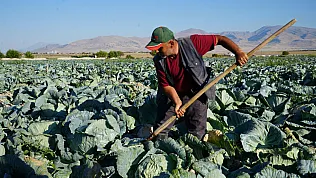 Niğde'de beyaz lahana tarlalarında hasat başladı