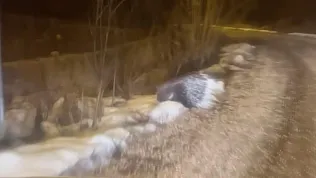 Oklu kirpi ortaya çıktı