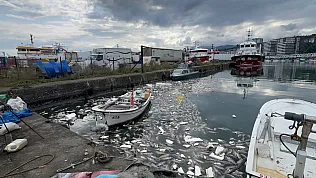 Rize'de palamut bolluğu çileye dönüştü: Liman ölü balıklarla doldu