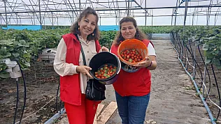 Samsun 19 Mayıs'ta Çilek üretimiyle çiftçinin yüzü gülüyor