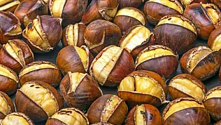 Samsun'da Bu Yıl Kestane Oldu mu?