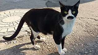 Samsun'da gören bir daha bakıyor: Pala bıyıklı kedi
