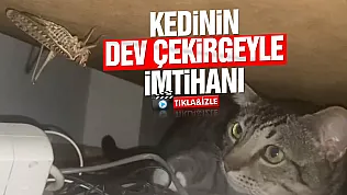 Samsun'da kedi ile dev çekirgenin nefes kesen karşılaşması