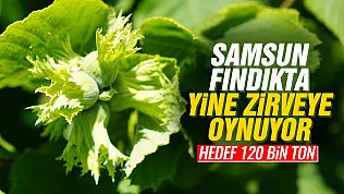Samsun fındıkta tahtını kimseye bırakmıyor