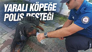 Yaralı köpeğe polis desteği