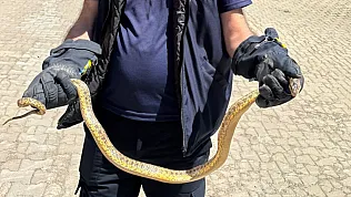 Yozgat'ta otomobil motorundan yılan çıktı