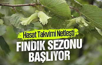 2026 fındık sezonunda Samsun için hasat takvimi netleşti