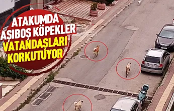 Atakum'da başıboş köpek tedirginliği: Mahalle sakinleri önlem alınmasını istiyor