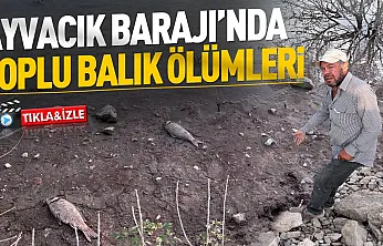 Ayvacık Barajı'nda balıklar ölüyor