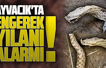 Ayvacık'ta engerek yılanı alarmı: Çiftçilere 'dikkatli olun' uyarısı