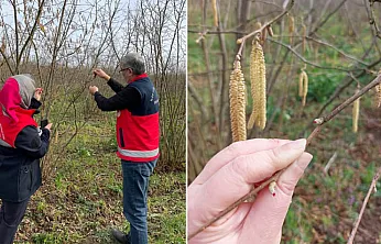 Çarşamba'da Fenolojik gözlemler devam ediyor