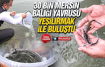 Çarşamba'da Mersin balıkları doğal yaşamla buluştu