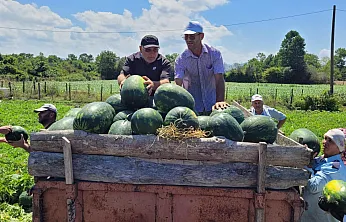 Çarşamba Ovası'nda karpuz hasadı başladı