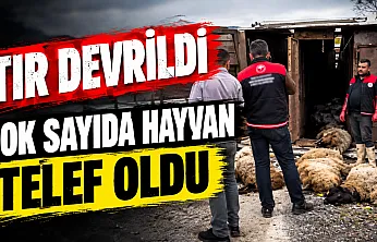 Elazığ-Diyarbakır kara yolunda küçükbaş hayvan yüklü tır devrildi: Sürücü yaralandı, çok sayıda hayvan telef oldu