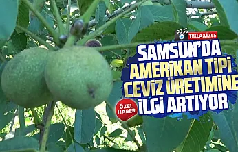 Fındığın yanında yeni alternatif: Samsun'da ceviz üretimi