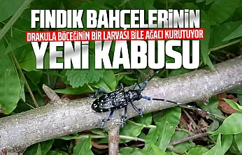 Fındığın yeni kabusu: 'Drakula böceği' Rize'de de görüldü