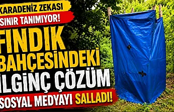 Fındık bahçesindeki ilginç çözüm sosyal medyada ilgi odağı oldu
