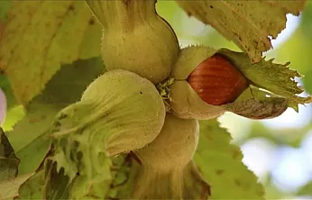 Fındık fiyatları günden güne eriyor! Yeni sezon öncesi üreticiyi ne bekliyor?