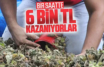 Fındık sezonunda patoz mesaisi başladı