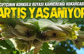 Fındık üreticilerine kahverengi kokarca ve külleme uyarısı