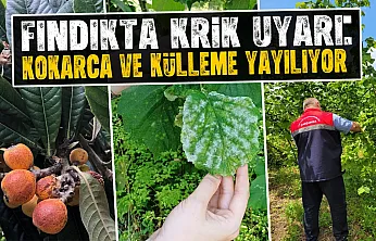 Fındık üreticilerine kritik uyarı