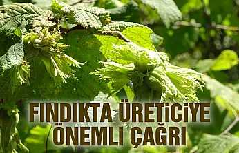 Fındıkta erken hasat alarmı: Üreticilere 'acele etmeyin' uyarısı