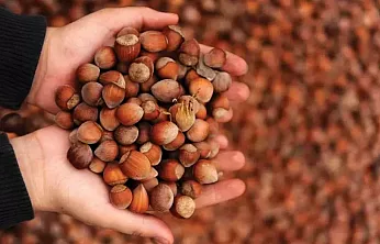 Fındıkta fiyatları 140 TL sınırına geriledi: İl il güncel fındık fiyatlarında son durum!
