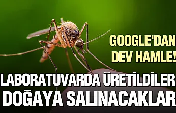 Google'dan biyolojik mücadele: Milyonlarca sivrisinek doğaya salınacak
