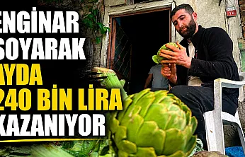 Günde bin enginar soyuyor, ayda 240 bin lira kazanıyor