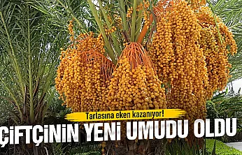 Hurma çiftçinin yeni umudu oldu