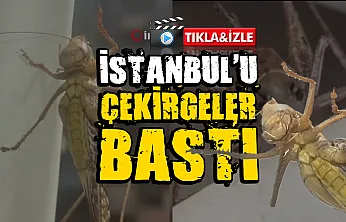 İstanbul'da Dev Çekirge Paniği