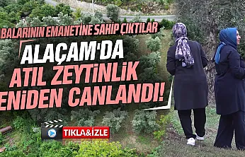 İstanbul'dan dönüp babalarının 40 yıllık zeytinliğine hayat verdiler: Alaçam'da rekolte 2 tona ulaştı