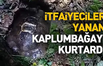 İtfaiyeciler Yanan Kaplumbağayı Kurtardı